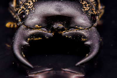 Close-up of insect over black background