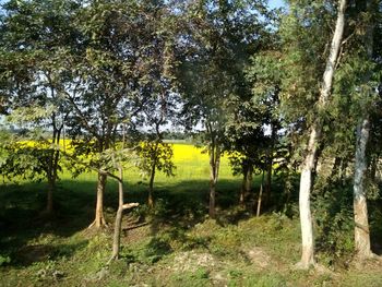 Trees in forest