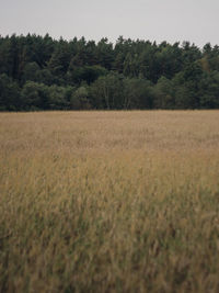 Scenic view of wheat field against clear sky