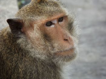 Close-up of monkey