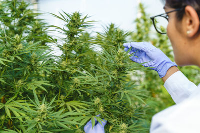 From behind crop view of woman with gloves anonymous person touching green thin hemp leaves in pharmaceutical laboratory in greenhouse