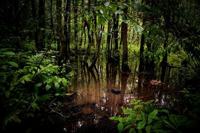 Trees in a forest