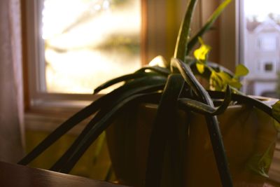 Close-up of chair on table at home