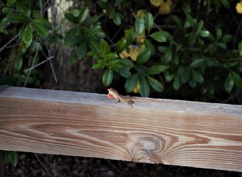 Close-up of bird perching on plant