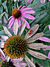 High angle view of bumblebee on purple coneflower blooming outdoors