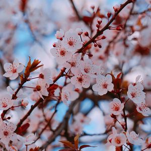 Pink flower plant petals