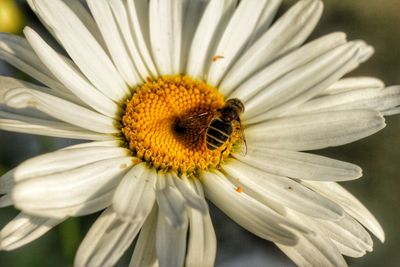 Close-up of honey bee on white flower