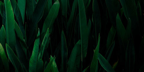 Full frame shot of bamboo plants