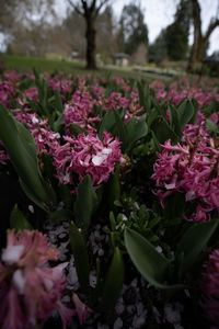 Close-up of pink flowering plant