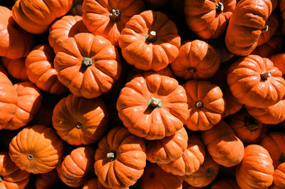 Full frame shot of pumpkins for sale