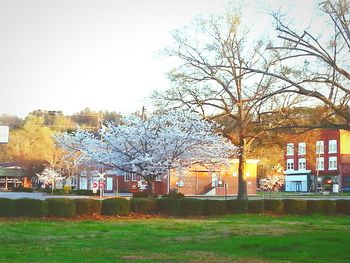 Bare trees on lawn with buildings in background