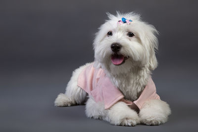 Close-up portrait of a dog