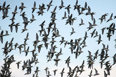 Flock of godwits
