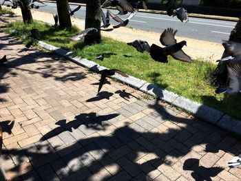 Shadow of person on footpath