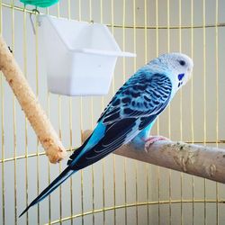 Close-up of a bird