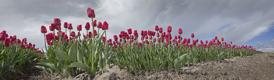 Red flowering plants on field against sky