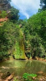 Scenic view of lake in forest against sky