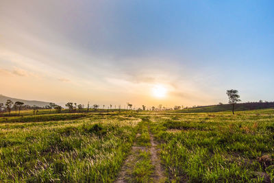 Scenic view of field against sky during sunset