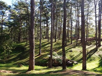 Trees in forest