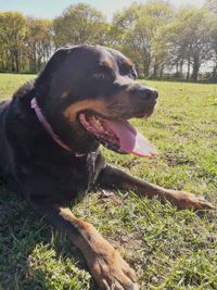 Close-up of dog on field