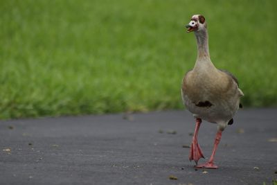 Close-up of duck on the road