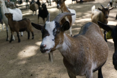 Goats at farm