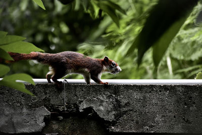 Close-up of a squirrel on rock