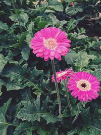 High angle view of pink flowering plant