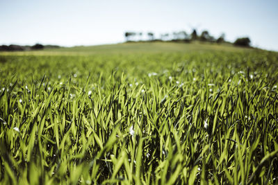 Crops growing on field