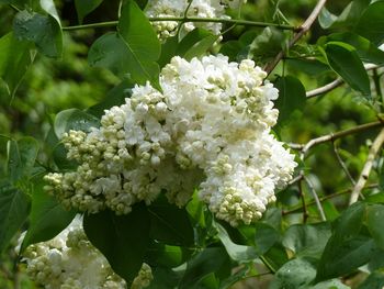 Close-up of white flowering plant