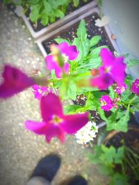 High angle view of pink flowering plant