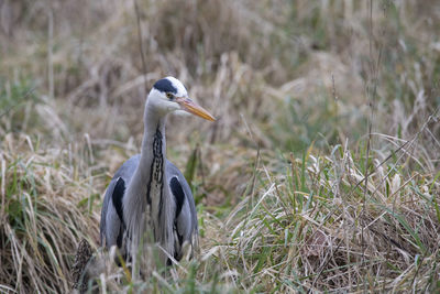 A close-up of a grey heron in long grass