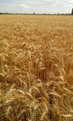 Crop on field against cloudy sky