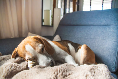 Dog sleeping on bed at home