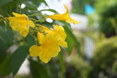 Close-up of yellow flowering plant