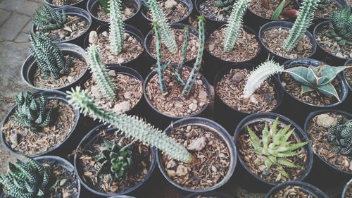 High angle view of potted plants