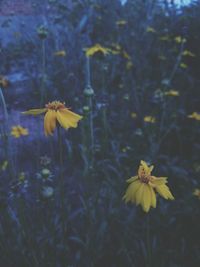 Close-up of yellow flower in water