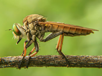 Close-up of insect on wood