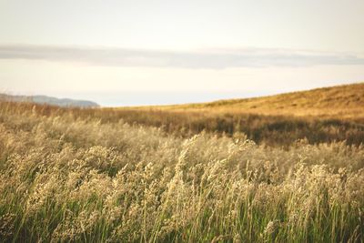 Wheat field against sky