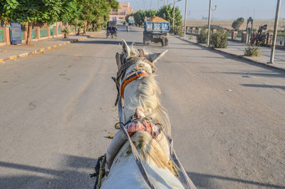 Horse riding 