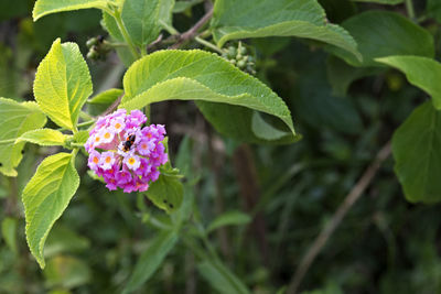 Close-up of pink flowers