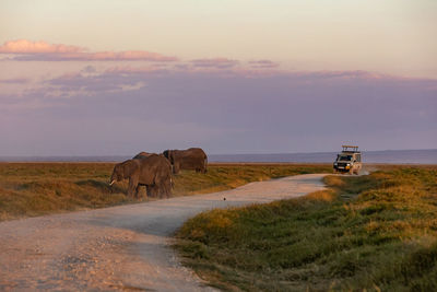 Horses grazing on field against sky during sunset