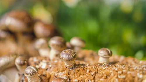 Close-up of snail on plant