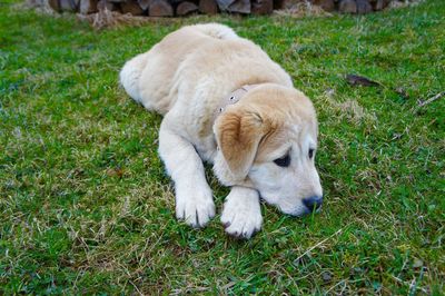 Dog on grass