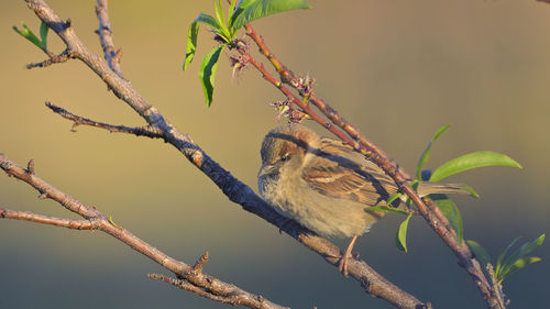 Close-up of bird perching on branch