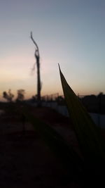 Close-up of leaf against sky at sunset