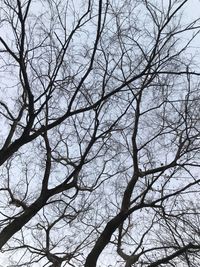 Low angle view of bare tree against clear sky