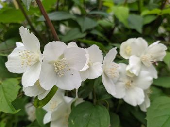 Close-up of white flowering plant