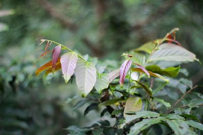 Close-up of purple flowering plant leaves