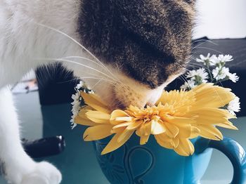 Close-up of cat smelling yellow flower